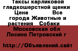 Таксы карликовой гладкошерстной щенки › Цена ­ 20 000 - Все города Животные и растения » Собаки   . Московская обл.,Лосино-Петровский г.